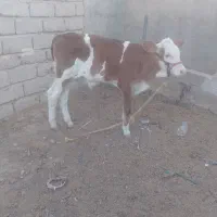 گاو شیری با گوساله نر