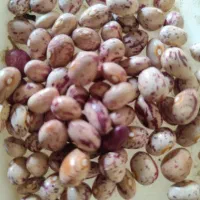 لوبیا|خوردنی و آشامیدنی|بربرود, |دیوار