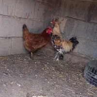 مرغ و خروس