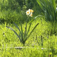 خط جزیره شماره راحت و رند قیمت توافقی