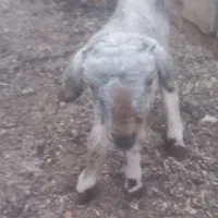 بره شیری ماده
