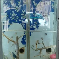 عروس و طوطی برزیلی