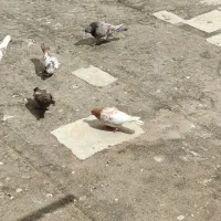 کبوتر|پرنده|دورود, |دیوار