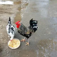 خروس گلین اصل لری سالم (نر)