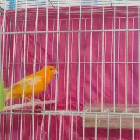 قناری رد فاکتور اصل