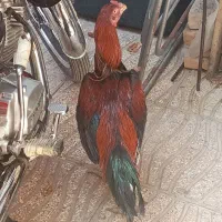 خروس لاری یک ساله