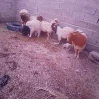 گوسفند قیمت توافقی