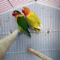 جفت برزیلی فیشر