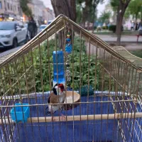 سهره|پرنده|ملارد, |دیوار