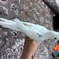 عروس هلندی  تک خال ماده دستی