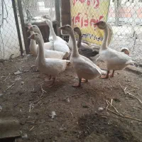 قوغاز