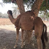 شتر نر ۵ سال