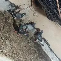 کفتر|پرنده|میرجاوه, |دیوار