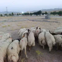 بره
