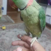 شاه طوطی نر سخنگو دستی  فروشیامعاوضه
