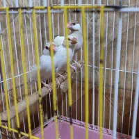 فروش جفت فنچ نرکسی مولد به همراه جوجه