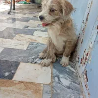 توله سگ شیتزو تریر