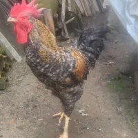 فروش تخم نطفه دار مرغ و اردک اسراییلی