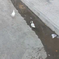 کبوتر