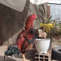 لاری خروس  نصل عالی