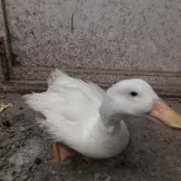 اردک نر