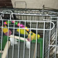 مرغ عشق هلندی