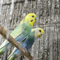 مرغ عشق رینبو