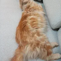 گربه تمیز سالم و سرحال