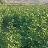 زمین-کشاورزی-روستای-اینجانلو