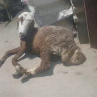 خریدفروش انواع دام شکسته گاوگوسفند سربریدع افتاده