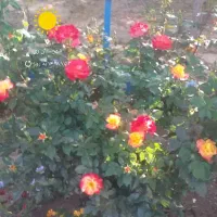 سیم کارت رند۳۸۳۸۶۷۰