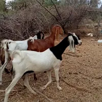 چهارعددبزوگیسه گوش بلندپوزعقابی زیرگلودار ابستن