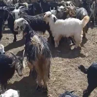بز و بزغاله