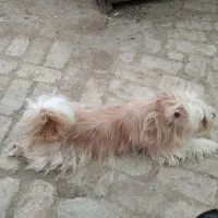 پایی
