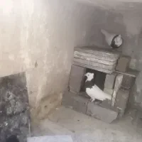 کفتر