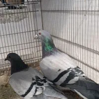 دوبر|پرنده|اردبیل, |دیوار