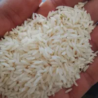 برنج هاشمی و دم سیاه اعلا