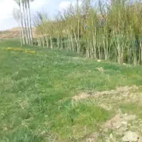 خریدو فروش چوب