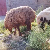 بره درجه یک بزرگ و کوچک