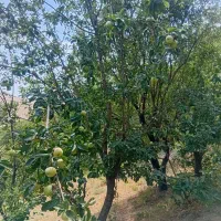 دو-قطعه-زمین-کشاورزی