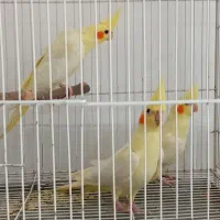 انواع عروس هلندی کوتوله بریزیلی ملنگو مرغ عشقو...