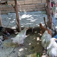 جوجه دو ماهه ۱۴ عدد