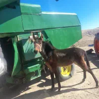 قاطر‌نر ۹‌ماهه معاوضه اسب‌یورقه ماده