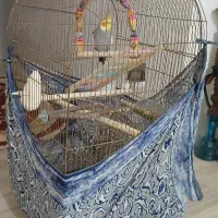 عروسی هلندی سخنگو