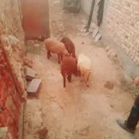 بره