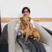 سگ شیتز شناسنامه دارد نه ماهه