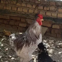 پرنده