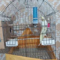 عروس هلندی