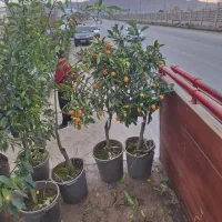 کامکوات باردار تک و عمده موجود