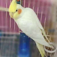 عروس هلندی گمشده